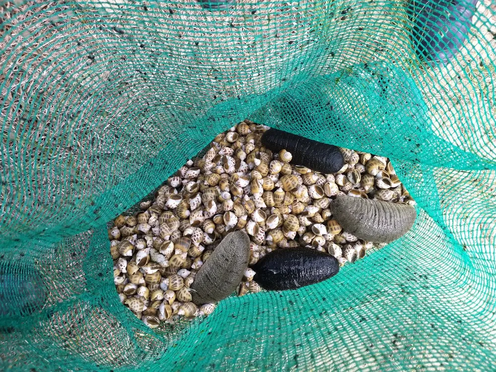 Quảng Ngãi: Đề xuất 1,9 tỷ tiếp tục nhân rộng mô hình nuôi thử nghiệm hải sâm ghép ốc hương  ảnh 1