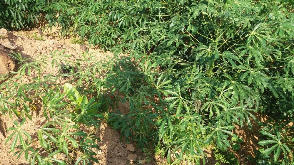 57ha khoai mì của nông dân Quảng Ngãi bị bệnh khảm lá ảnh 3