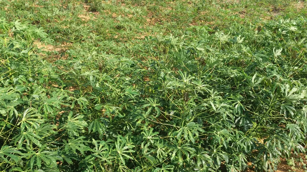 57ha khoai mì của nông dân Quảng Ngãi bị bệnh khảm lá ảnh 1