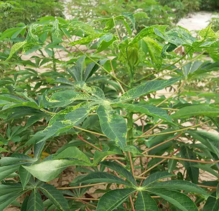 57ha khoai mì của nông dân Quảng Ngãi bị bệnh khảm lá ảnh 2