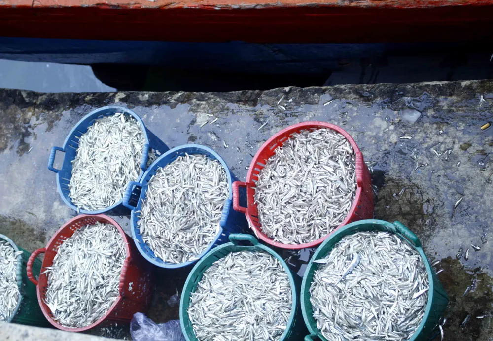 Ngư dân Quảng Ngãi vui mùa cá cơm đến sớm ảnh 5