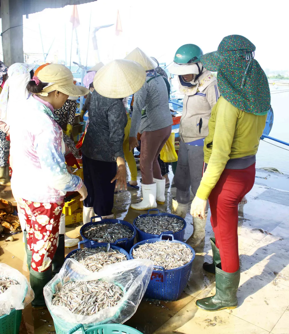 Ngư dân Quảng Ngãi vui mùa cá cơm đến sớm ảnh 7