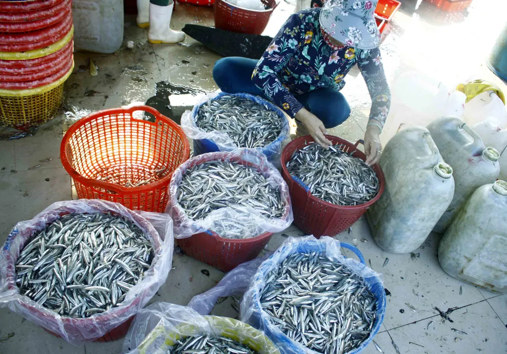 Ngư dân Quảng Ngãi vui mùa cá cơm đến sớm ảnh 2