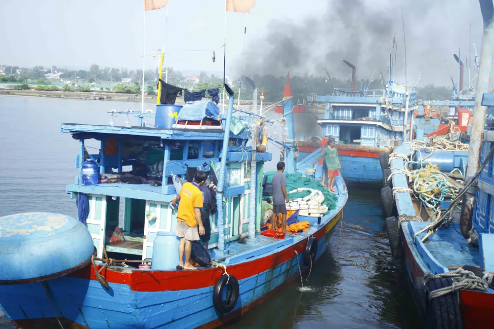 Ngư dân Quảng Ngãi vui mùa cá cơm đến sớm ảnh 11