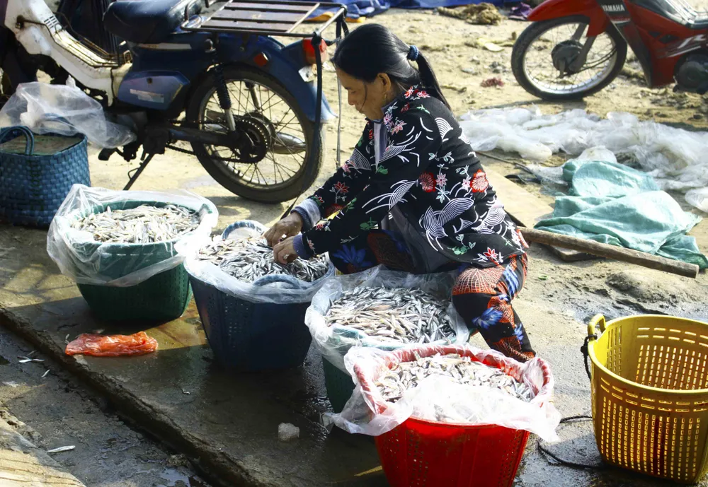 Ngư dân Quảng Ngãi vui mùa cá cơm đến sớm ảnh 9