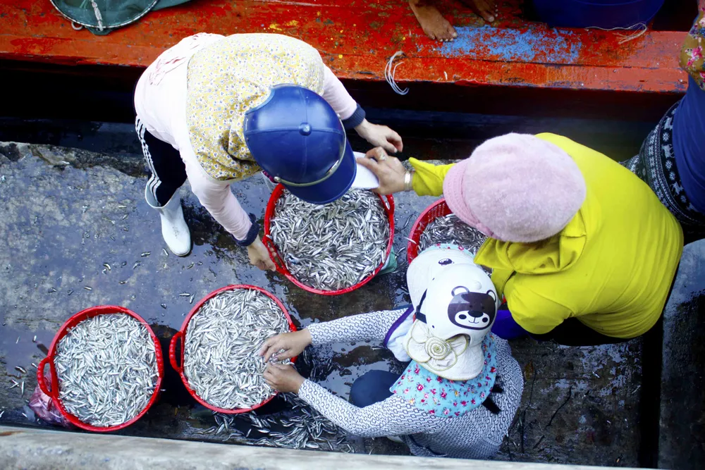 Ngư dân Quảng Ngãi vui mùa cá cơm đến sớm ảnh 6