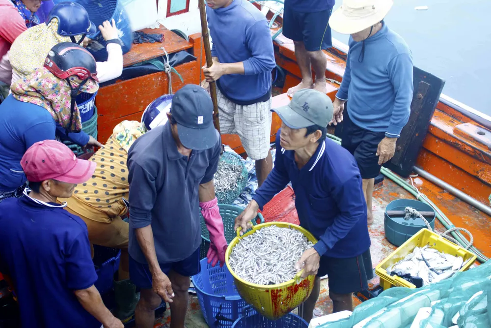 Ngư dân Quảng Ngãi vui mùa cá cơm đến sớm ảnh 1