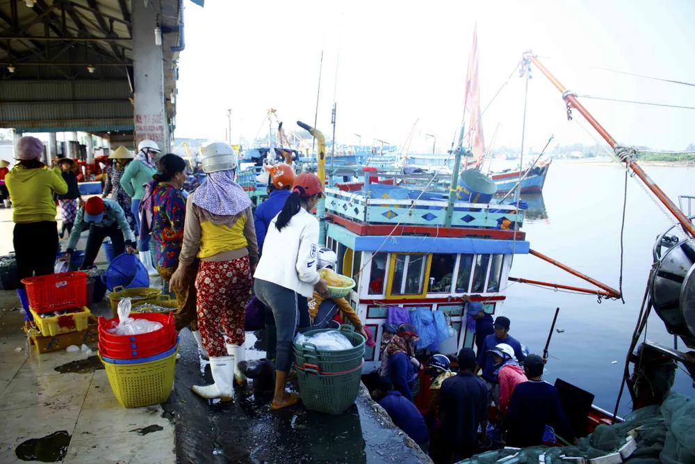 Ngư dân Quảng Ngãi vui mùa cá cơm đến sớm ảnh 4