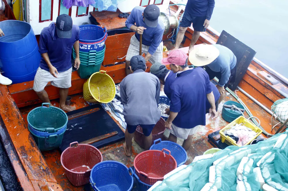 Ngư dân Quảng Ngãi vui mùa cá cơm đến sớm ảnh 3