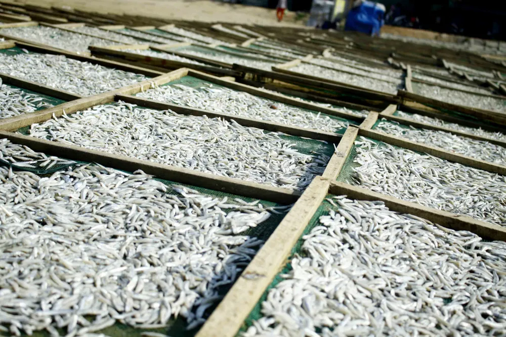 Ngư dân Quảng Ngãi vui mùa cá cơm đến sớm ảnh 10