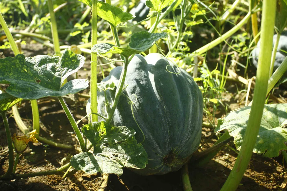 Bí đỏ được mùa nhưng... rớt giá ảnh 4