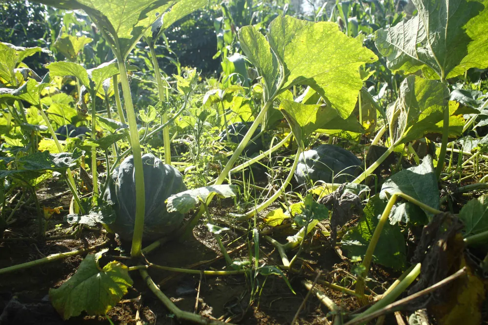 Bí đỏ được mùa nhưng... rớt giá ảnh 1