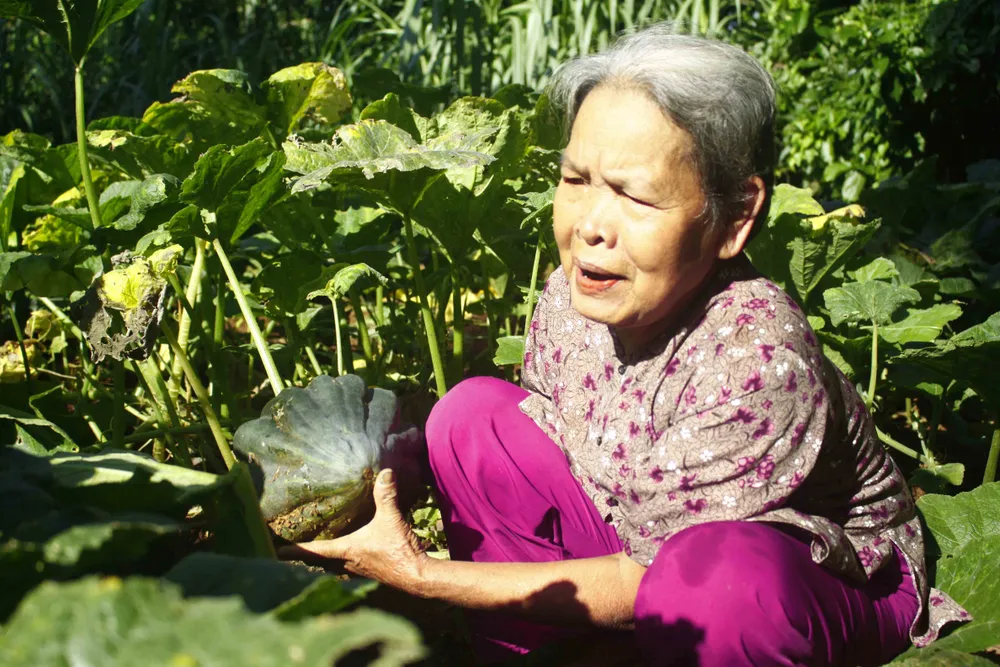 Bí đỏ được mùa nhưng... rớt giá ảnh 2