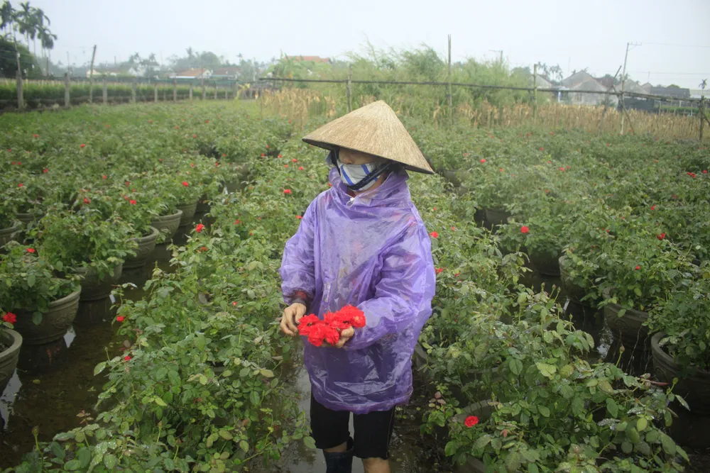 Mê mẩn hoa hồng rộ nở ở làng hoa Nghĩa Hiệp ảnh 16