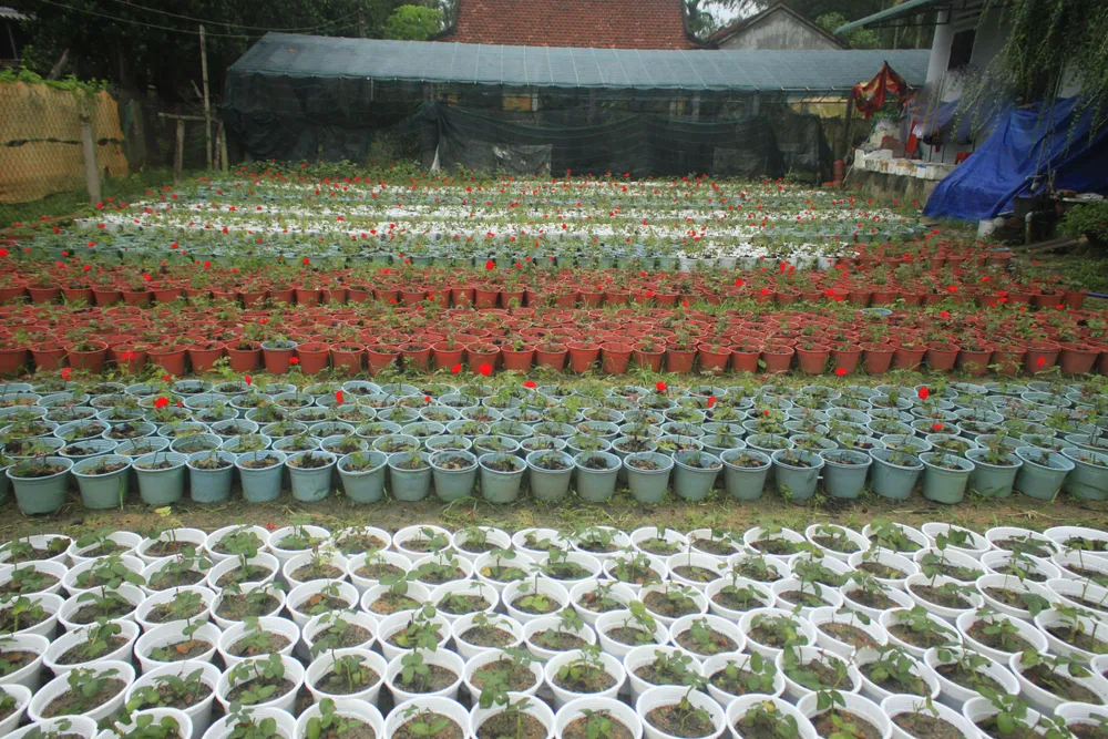 Mê mẩn hoa hồng rộ nở ở làng hoa Nghĩa Hiệp ảnh 13