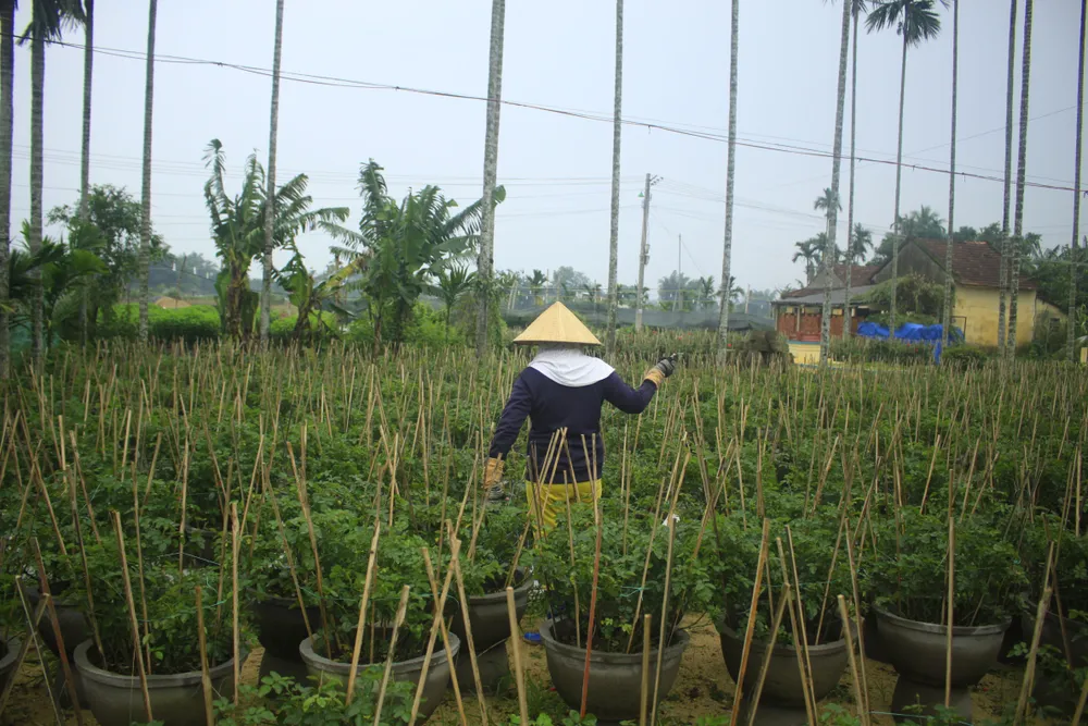 Mê mẩn hoa hồng rộ nở ở làng hoa Nghĩa Hiệp ảnh 3