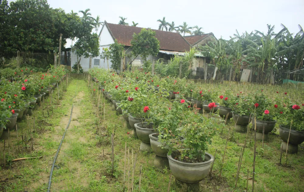 Mê mẩn hoa hồng rộ nở ở làng hoa Nghĩa Hiệp ảnh 2