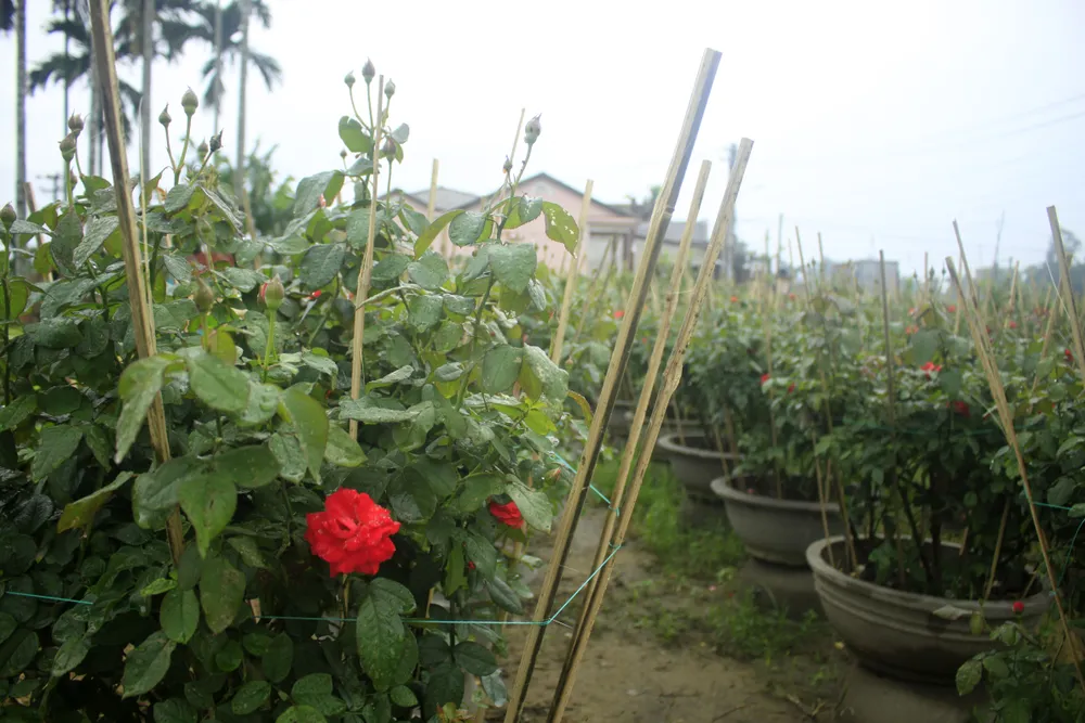 Mê mẩn hoa hồng rộ nở ở làng hoa Nghĩa Hiệp ảnh 1