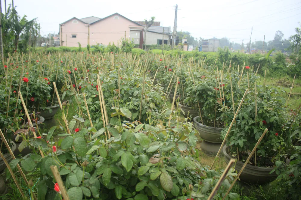 Mê mẩn hoa hồng rộ nở ở làng hoa Nghĩa Hiệp ảnh 8