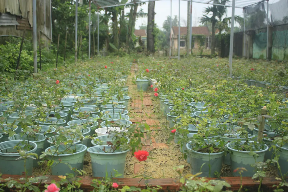 Mê mẩn hoa hồng rộ nở ở làng hoa Nghĩa Hiệp ảnh 11