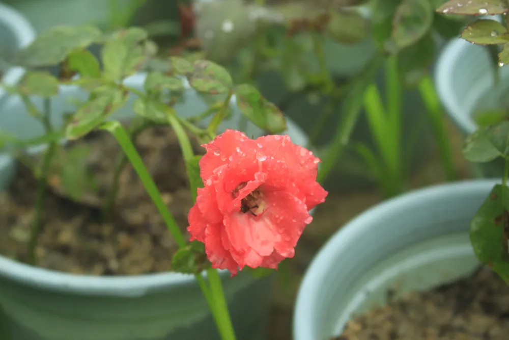 Mê mẩn hoa hồng rộ nở ở làng hoa Nghĩa Hiệp ảnh 12