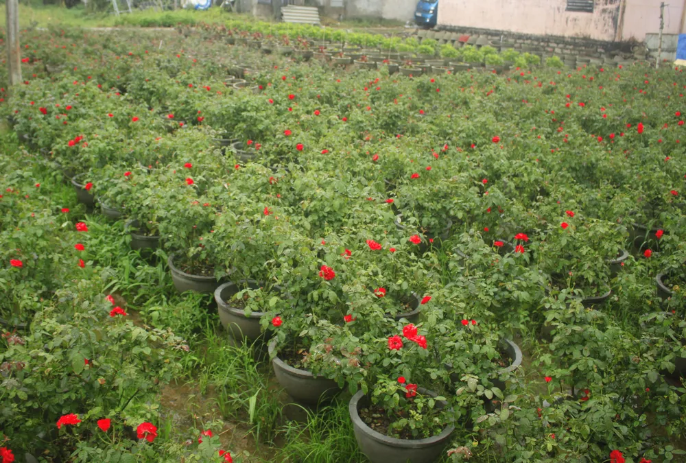 Mê mẩn hoa hồng rộ nở ở làng hoa Nghĩa Hiệp ảnh 10