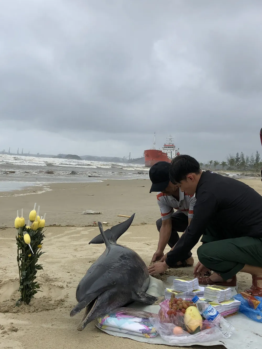 Phát hiện cá heo nặng 60kg trôi dạt vào bờ biển Quảng Ngãi ảnh 5