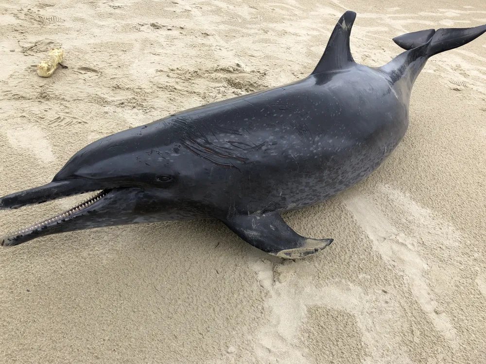 Phát hiện cá heo nặng 60kg trôi dạt vào bờ biển Quảng Ngãi ảnh 1