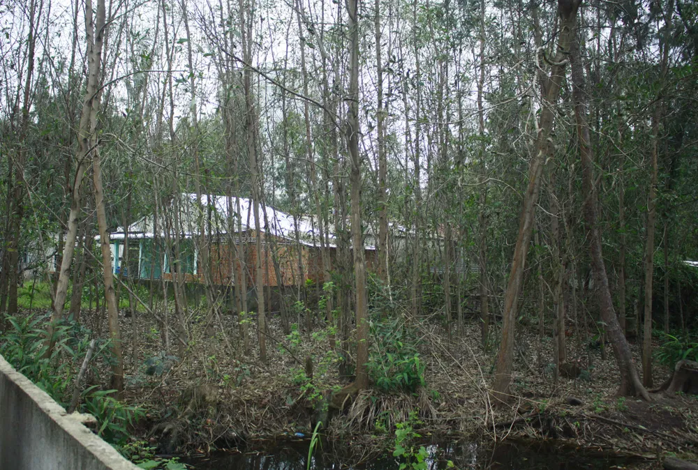 Sẽ tiếp tục quan trắc sau vụ cây cối, hoa màu khô héo gần Nhà máy thép Hòa Phát Dung Quất  ảnh 4