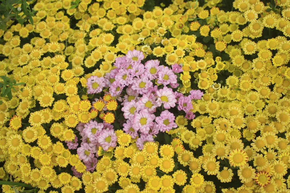  Cúc tai chuột, thạch bích nở rộ giữa làng hoa Nghĩa Hà ảnh 5