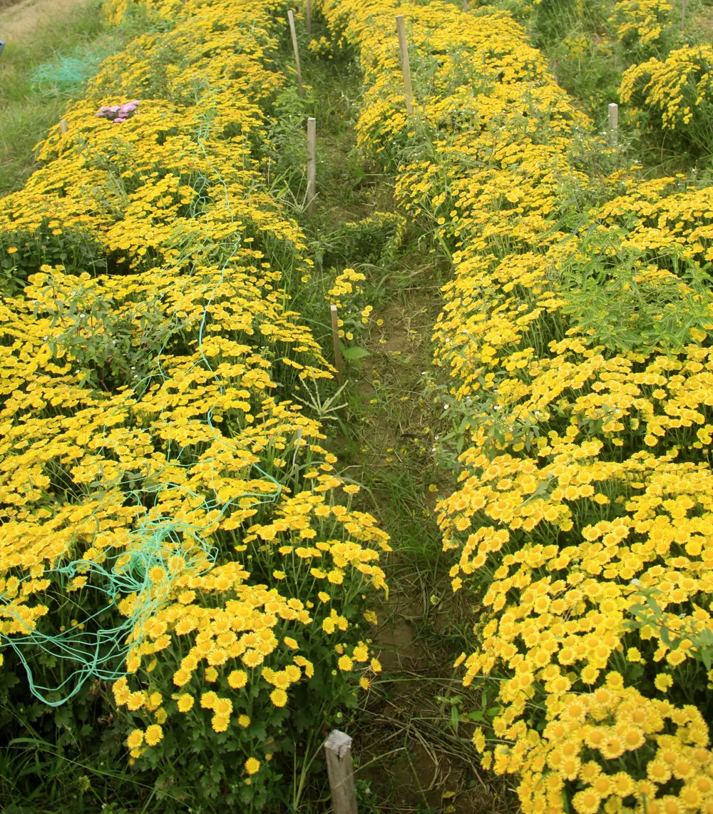  Cúc tai chuột, thạch bích nở rộ giữa làng hoa Nghĩa Hà ảnh 2