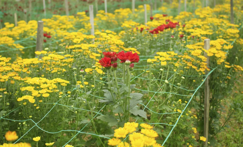  Cúc tai chuột, thạch bích nở rộ giữa làng hoa Nghĩa Hà ảnh 1