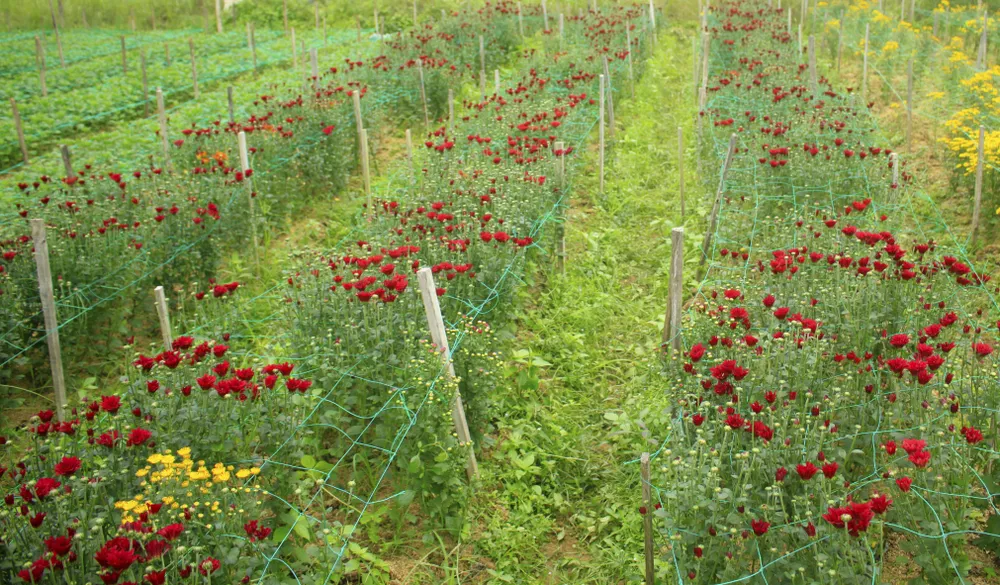  Cúc tai chuột, thạch bích nở rộ giữa làng hoa Nghĩa Hà ảnh 7