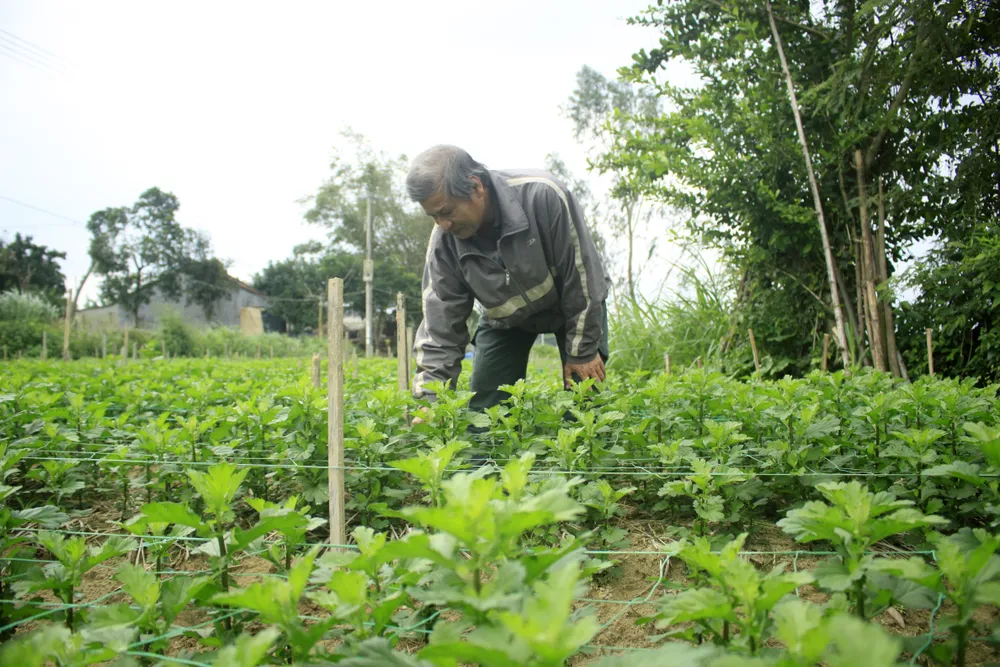  Cúc tai chuột, thạch bích nở rộ giữa làng hoa Nghĩa Hà ảnh 9