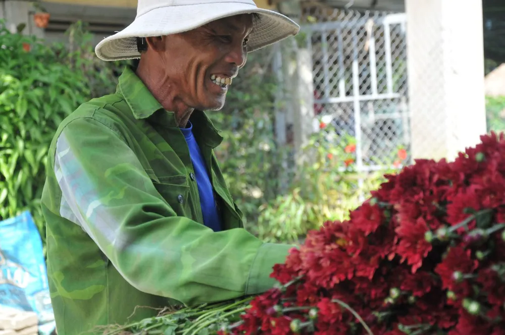  Cúc tai chuột, thạch bích nở rộ giữa làng hoa Nghĩa Hà ảnh 6
