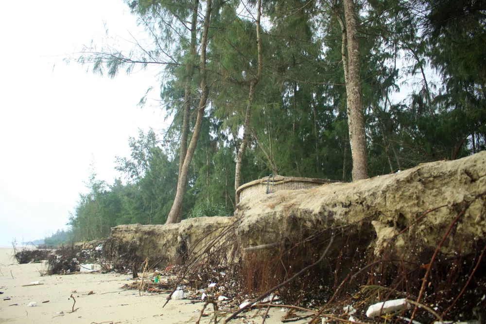 Xói lở bờ biển ở bãi biển Mỹ Khê, Quảng Ngãi ảnh 5