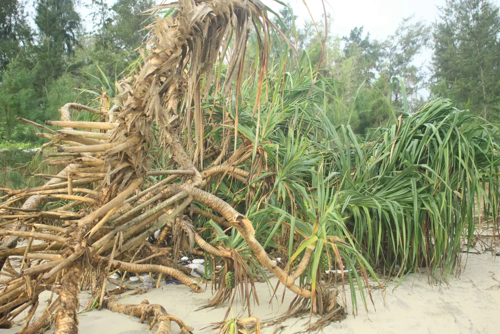 Xói lở bờ biển ở bãi biển Mỹ Khê, Quảng Ngãi ảnh 9