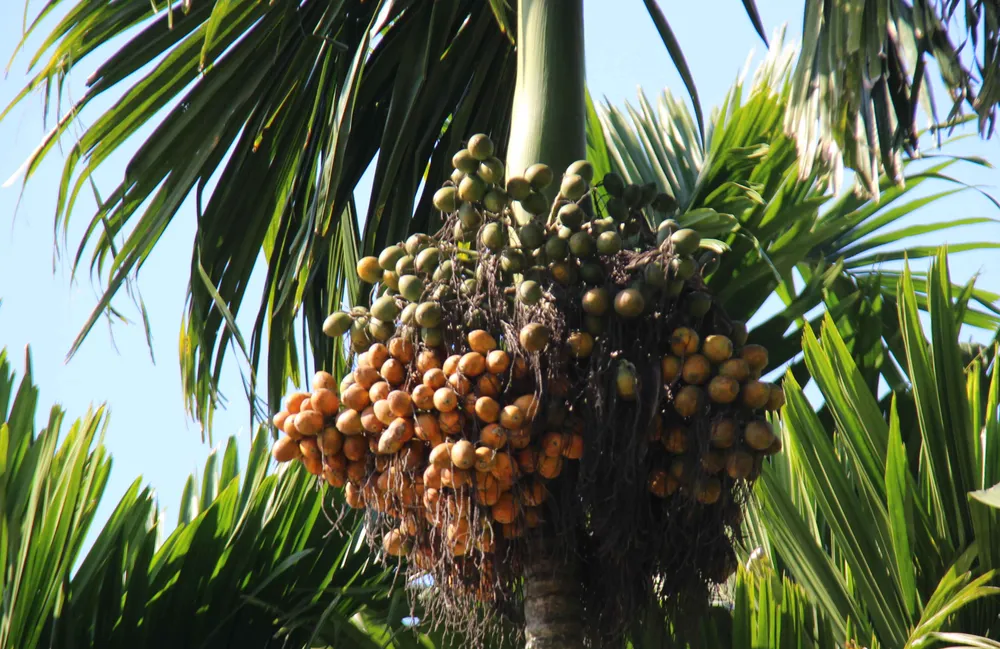 Giá cau ở Quảng Ngãi rớt còn 5.000 đồng/kg ảnh 1