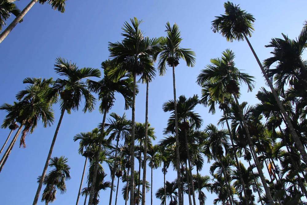 Giá cau ở Quảng Ngãi rớt còn 5.000 đồng/kg ảnh 2