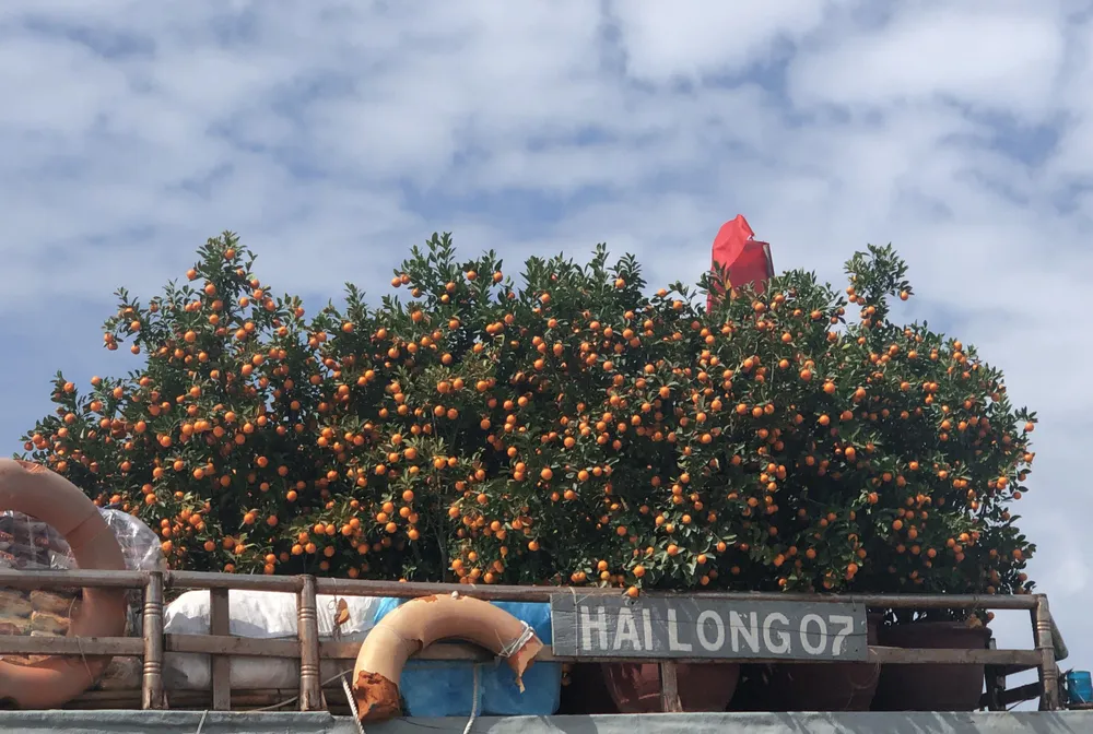 Những chuyến tàu “chở tết” ra đảo Lý Sơn ảnh 12