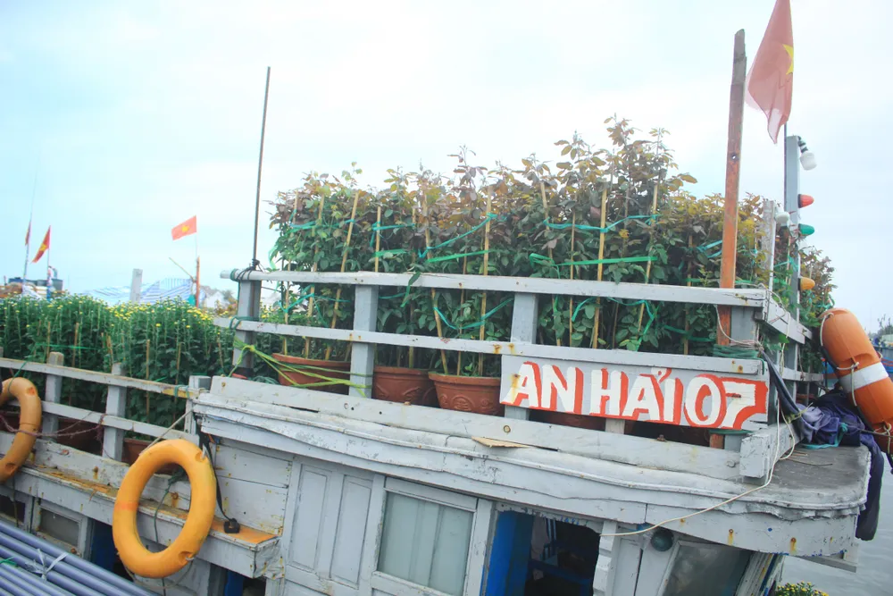 Những chuyến tàu “chở tết” ra đảo Lý Sơn ảnh 5