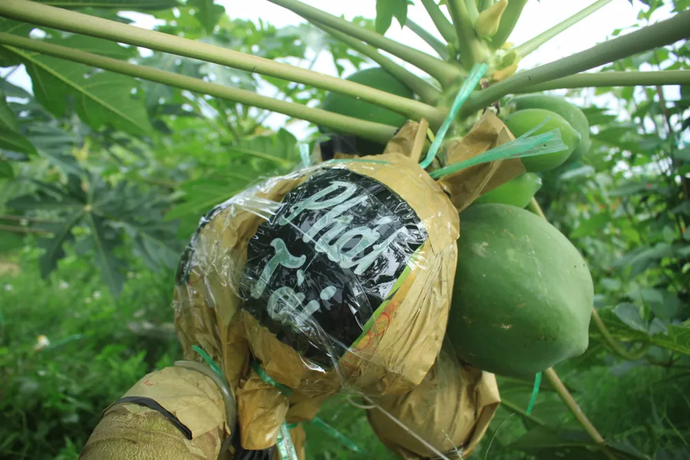 Đu đủ in chữ phục vụ tết ảnh 2