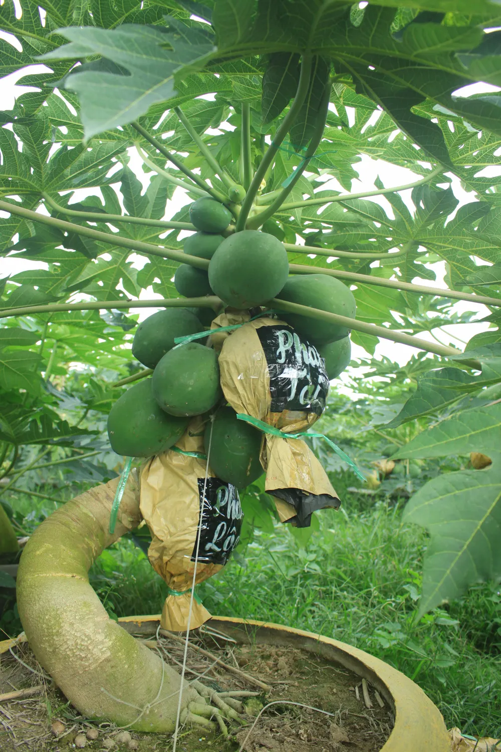 Đu đủ in chữ phục vụ tết ảnh 3