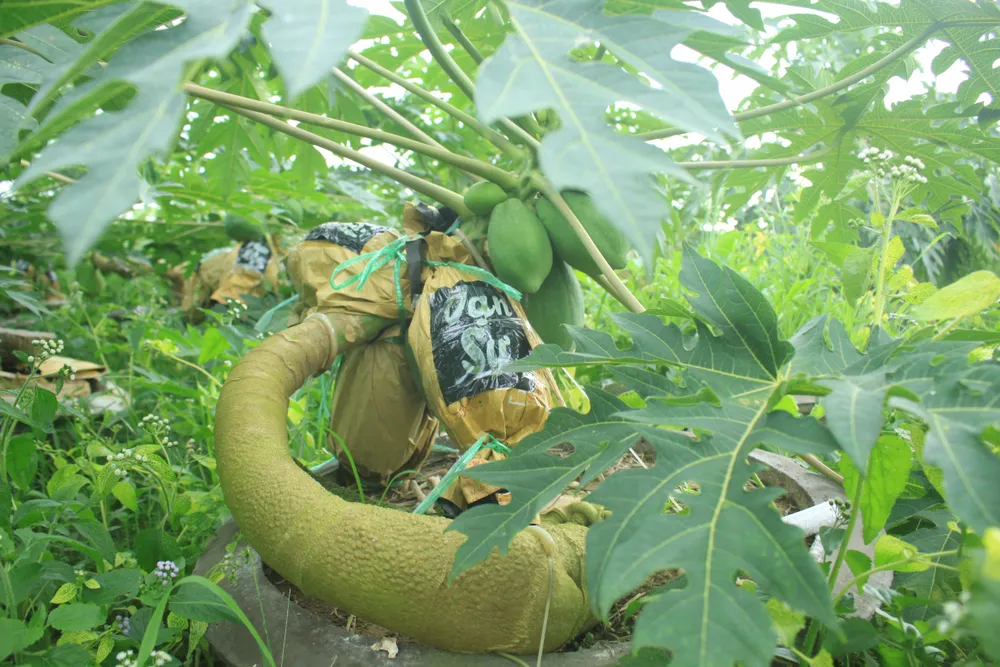 Đu đủ in chữ phục vụ tết ảnh 1