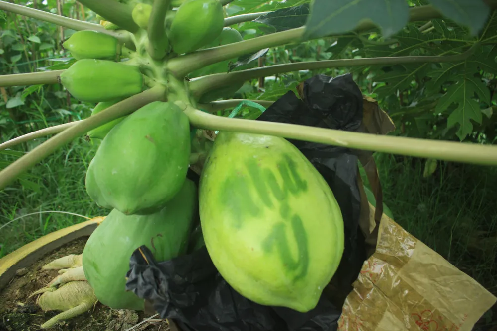 Đu đủ in chữ phục vụ tết ảnh 4