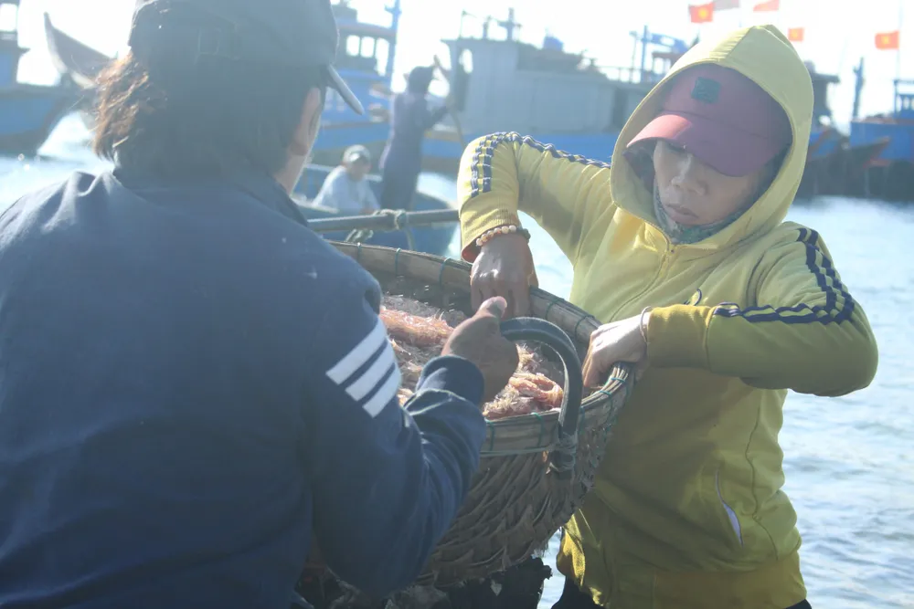 Ngư dân Quảng Ngãi trúng đậm mùa ruốc biển  ảnh 4