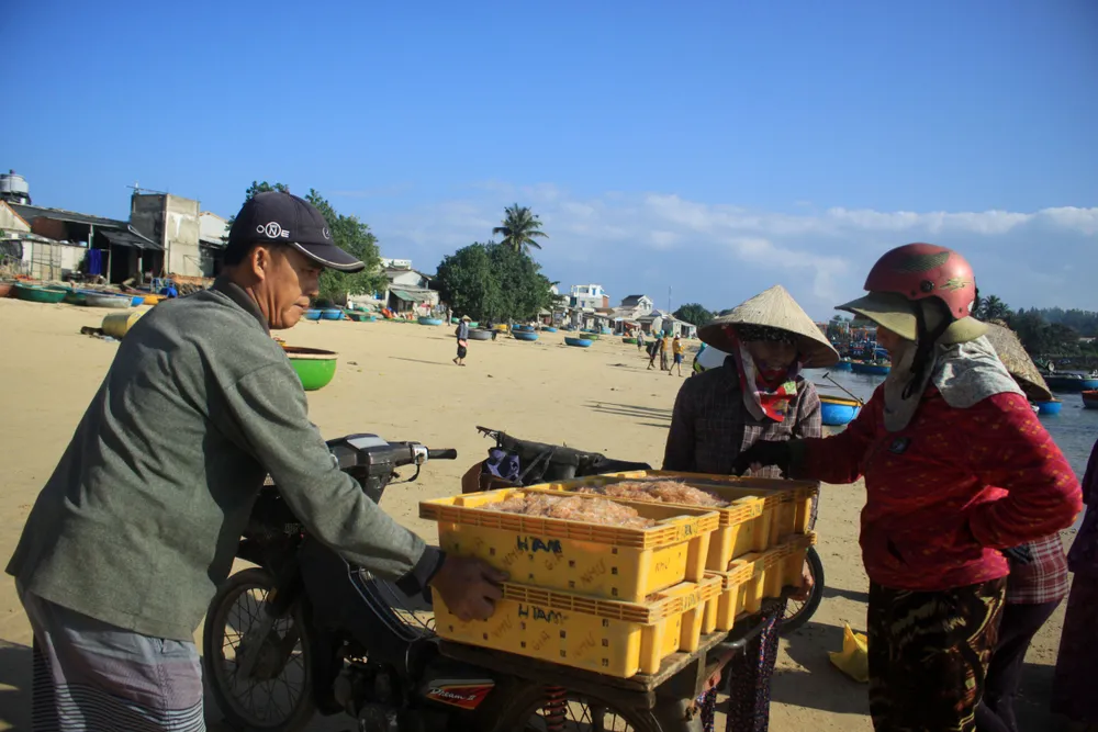 Ngư dân Quảng Ngãi trúng đậm mùa ruốc biển  ảnh 10