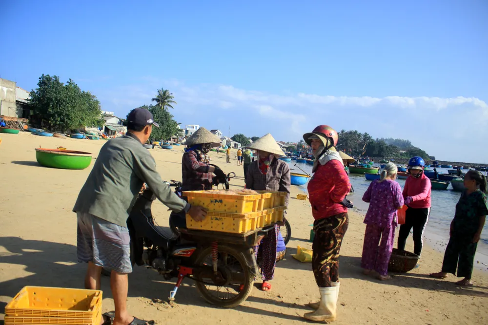 Ngư dân Quảng Ngãi trúng đậm mùa ruốc biển  ảnh 11