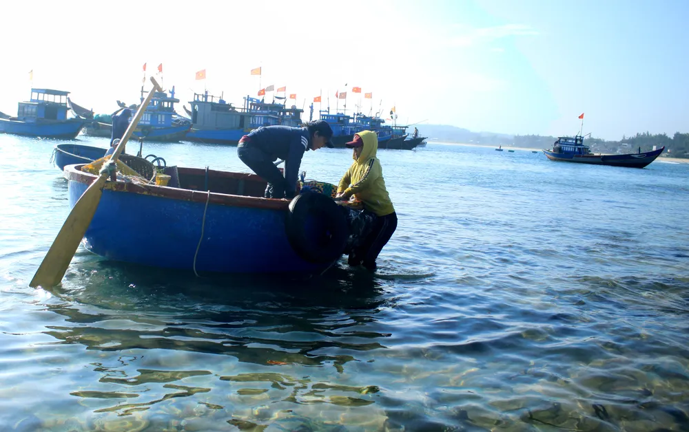 Ngư dân Quảng Ngãi trúng đậm mùa ruốc biển  ảnh 3