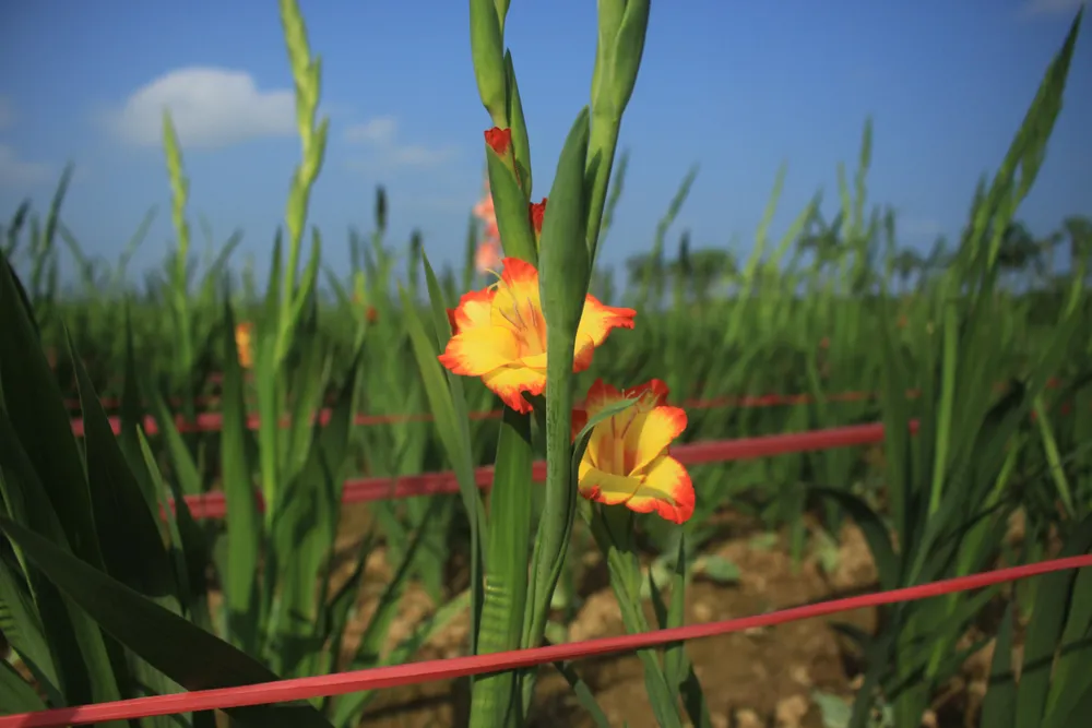 Hoa nở sớm, người dân Quảng Ngãi ngậm ngùi bán lỗ ảnh 8